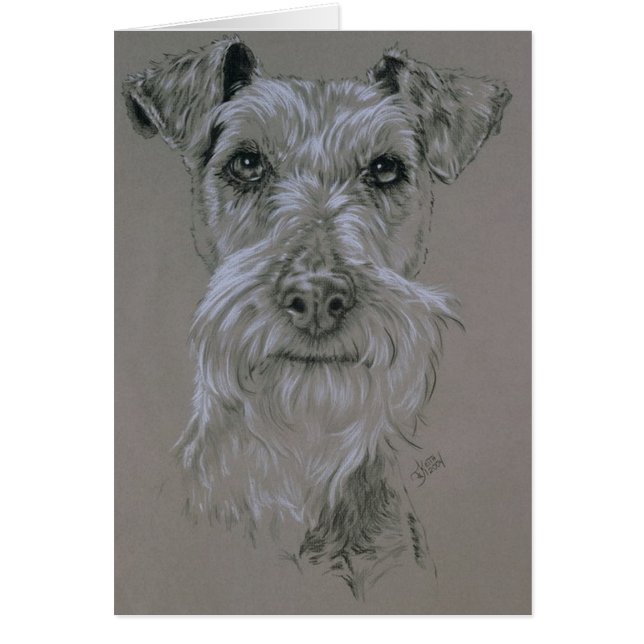 Irish Terrier (Voorkant)