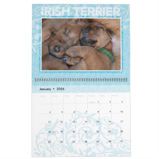 Irish Terrier Puppies 2020 Wall Calendar Kalender (Jan 2026)