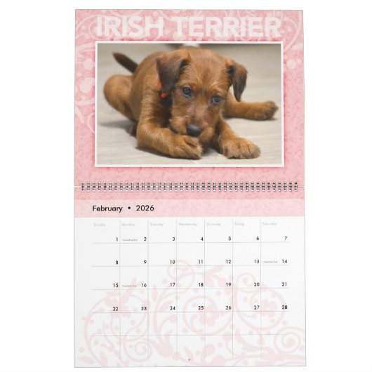 Irish Terrier Puppies 2020 Wall Calendar Kalender (Feb 2026)