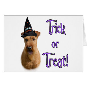Irish Terrier Trick