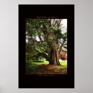 Irish Tree of Life Poster Print