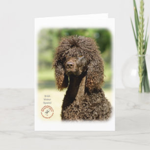 Irish Water Spaniel 9R032D-363 Kaart