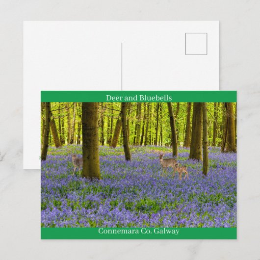 Irish Wildlife Briefkaart (Voorkant / Achterkant)