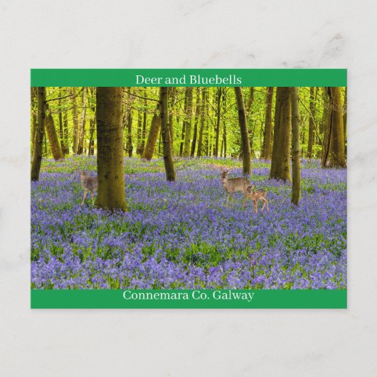 Irish Wildlife Briefkaart (Voorkant)