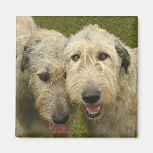 Irish Wolfhound Magneet (Voorkant)