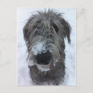 irish wolfhound playing in the snow briefkaart