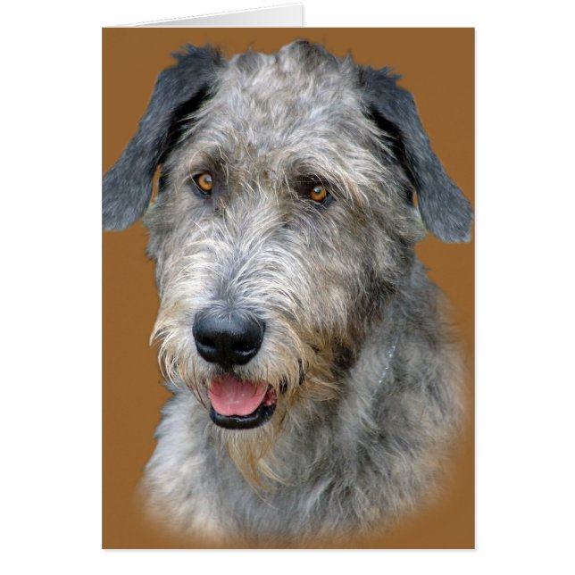 Irish Wolfhound Portrait (Voorkant)
