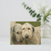 Irish Wolfhounds Briefkaart (Staand voorkant)