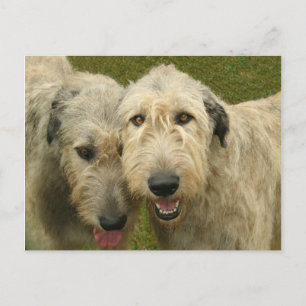 Irish Wolfhounds Briefkaart