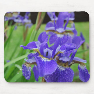 Iriss in de tuin muismat