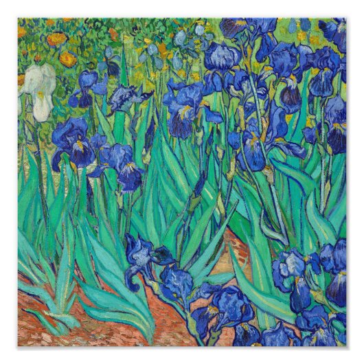 Irissen (1889) door Vincent Van Gogh. Foto Afdruk (Voorkant)