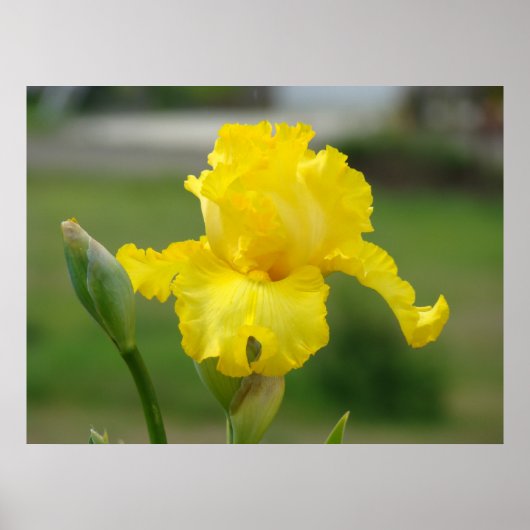 IRISSEN Gele Iris Bloemen Kunst Prints Posters (Voorkant)