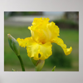 IRISSEN Gele Iris Bloemen Kunst Prints Posters