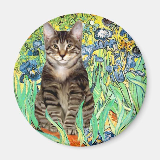 Irissen - Tabby tijgerkat 30 Magneet (Voorkant)