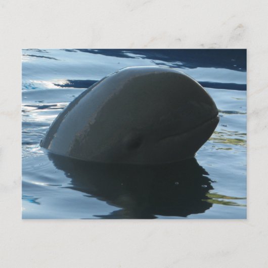 Irrawaddy Dolphin Peek-A-Boo Briefkaart (Voorkant)