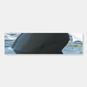 Irrawaddy Dolphin Peek-A-Boo Bumpersticker