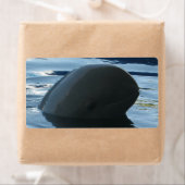 Irrawaddy Dolphin Peek-A-Boo Etiket (Insitu)