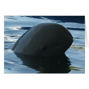 Irrawaddy Dolphin Peek-A-Boo Kaart