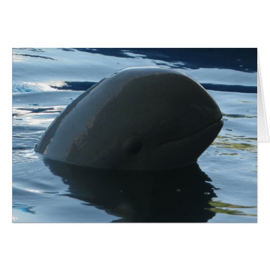 Irrawaddy Dolphin Peek-A-Boo Kaart (Voorkant Horizontaal)