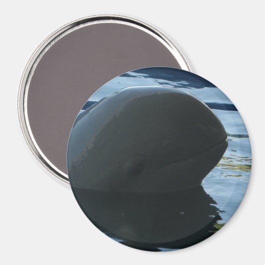 Irrawaddy Dolphin Peek-A-Boo Magneet (Voorkant / Achterkant)