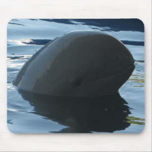 Irrawaddy Dolphin Peek-A-Boo Muismat
