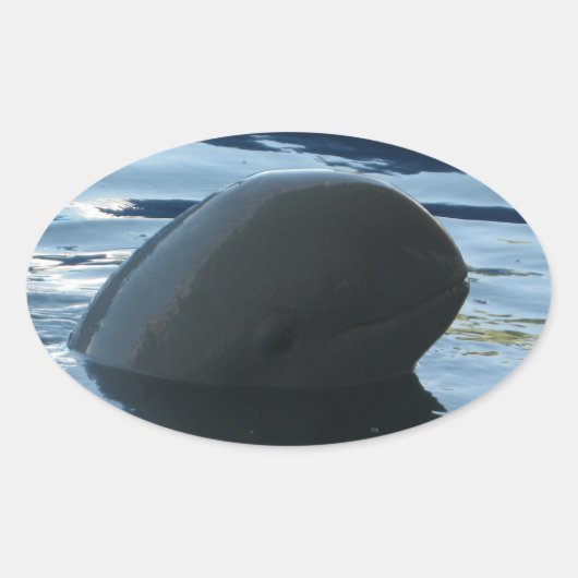 Irrawaddy Dolphin Peek-A-Boo Ovale Sticker (Voorkant)