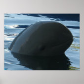 Irrawaddy Dolphin Peek-A-Boo Poster (Voorkant)