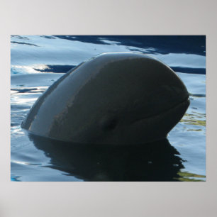 Irrawaddy Dolphin Peek-A-Boo Poster