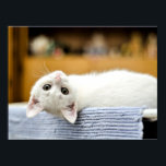 Irresistible...huggable, lovable kitty cat poster<br><div class="desc">Irresistible... huggable, lovable kitty cat.</div>