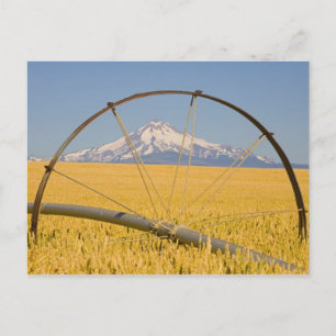 Irrigatieleiding in het veld briefkaart