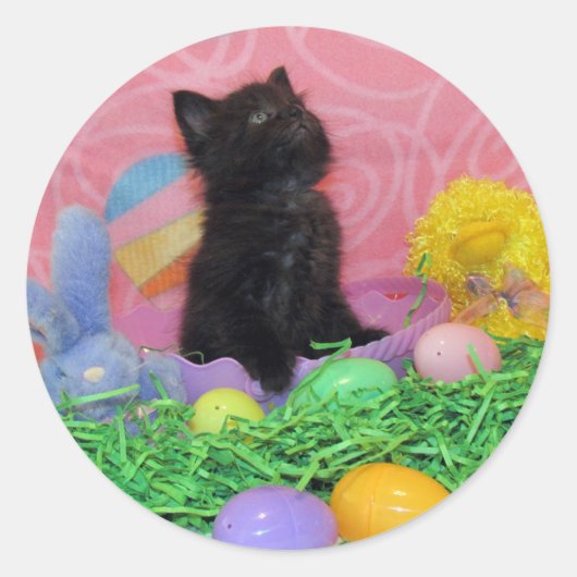 Is de paashaas hier nog - Kat / Kitten Sticker (Voorkant)