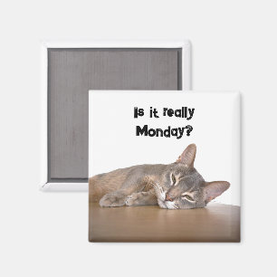 Is het echt maandag? Grappige Abyssinian Cat Meme Magneet