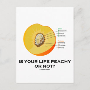 Is je leven wel of niet piek? (Levensmiddelen voor Briefkaart
