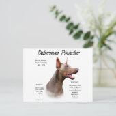 Isabella Doberman Geschiedenis Briefkaart (Staand voorkant)