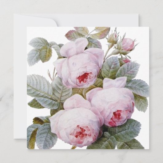 Isabella II, Elegant  Franse Rozen (Achterkant)