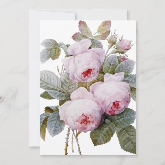 Isabella II, Franse  Rozen Kaart (Achterkant)