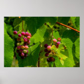 Isabelle Poster (Voorkant)