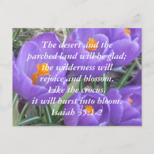 Isaiah 35:1-2 ~ The Crocus Briefkaart