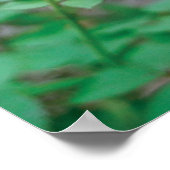 Isaiah 40:8 poster (Hoek)