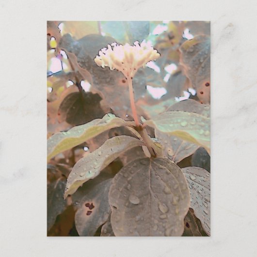 Isaiah 41:13 briefkaart (Voorkant)