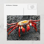 Isla Seymour, Galapagos, Rode krab Briefkaart (Voorkant / Achterkant)