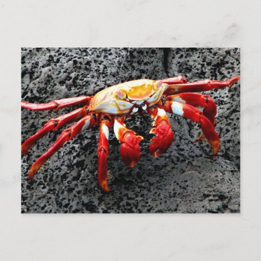 Isla Seymour, Galapagos, Rode krab Briefkaart (Voorkant)