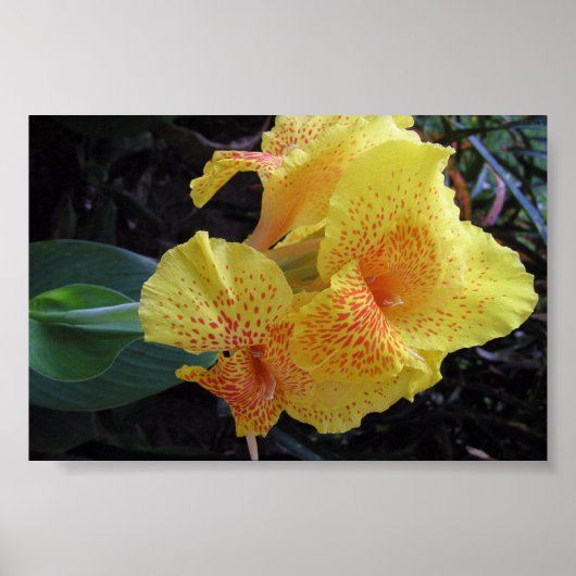 Island Flowers Poster (Voorkant)