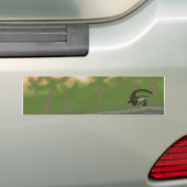 Island Sun Gator Edition Bumpersticker (Op auto)