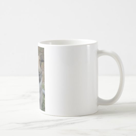 Islandhund Koffiemok (Rechts)