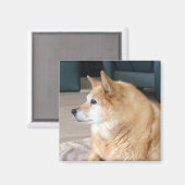 Islandhund Magneet (Voorkant / Achterkant)