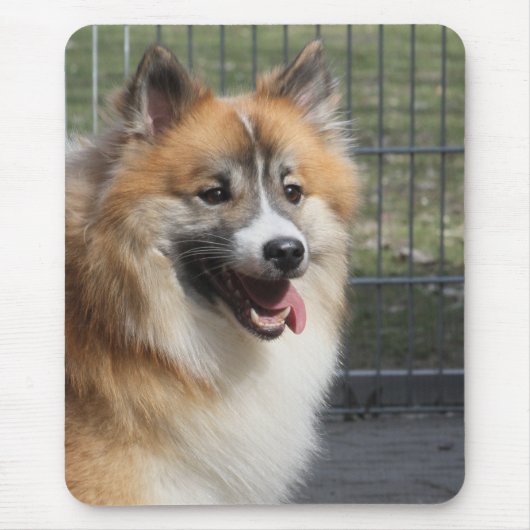 Islandhund Muismat (Voorkant)