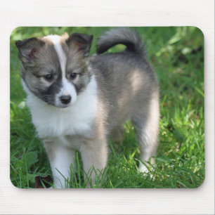 Islandhund Muismat
