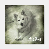Islandhund Roka Magneet (Voorkant)