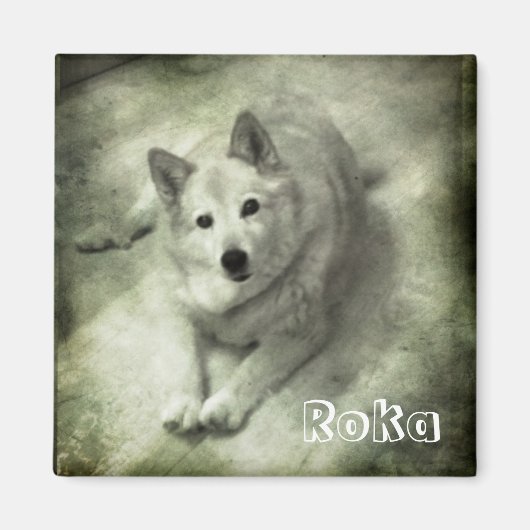 Islandhund Roka Magneet (Voorkant)